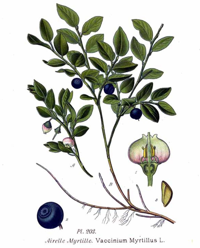 Serenoa repens
