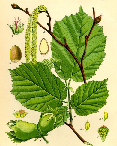 Nocciolo