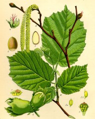 Nocciolo