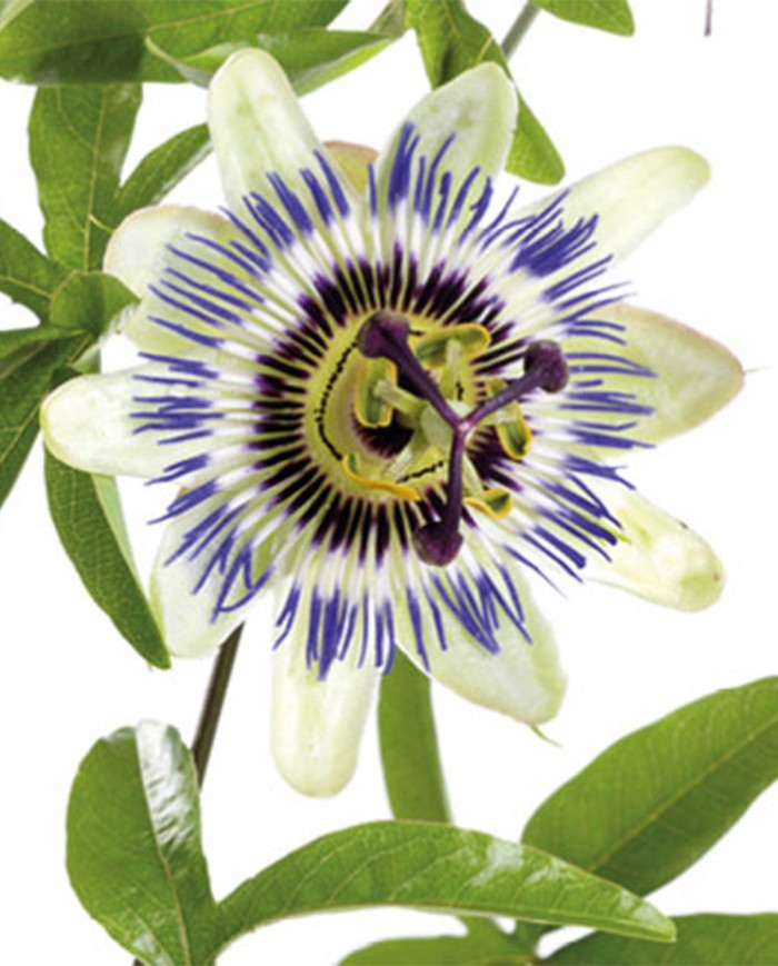 Parietaria