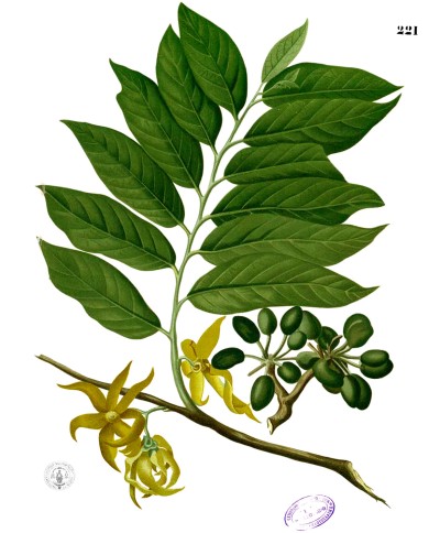 Patchouly