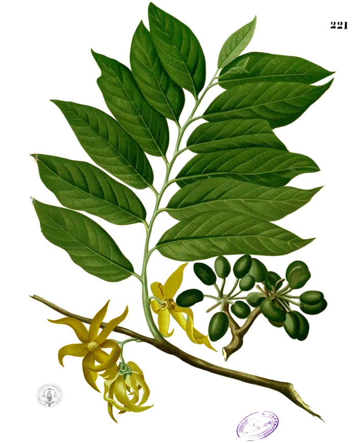 Passiflora
