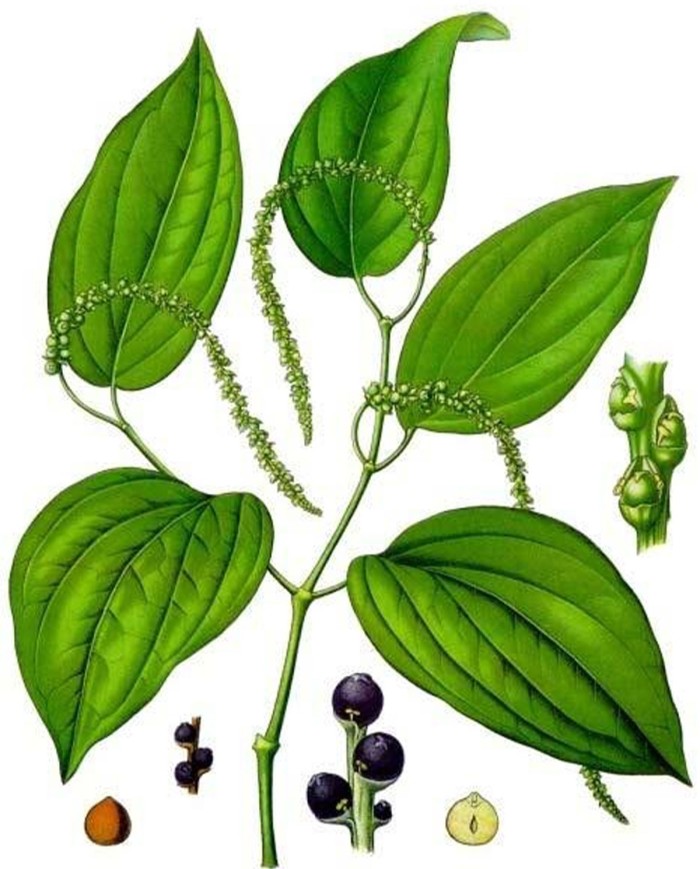 Patchouly