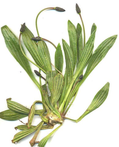 Piantaggine