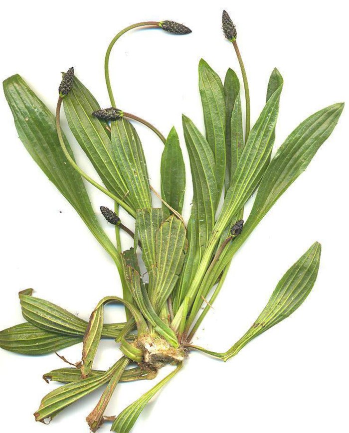 Piantaggine