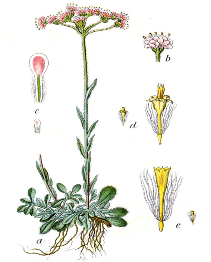 Piantaggine