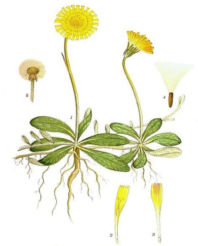 Pilosella
