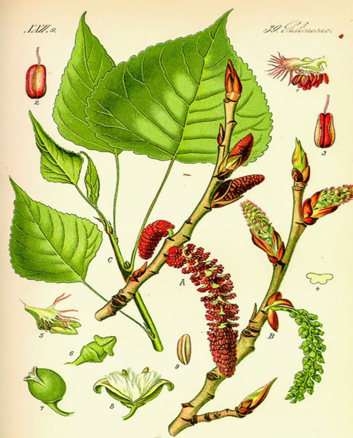 Piscidia