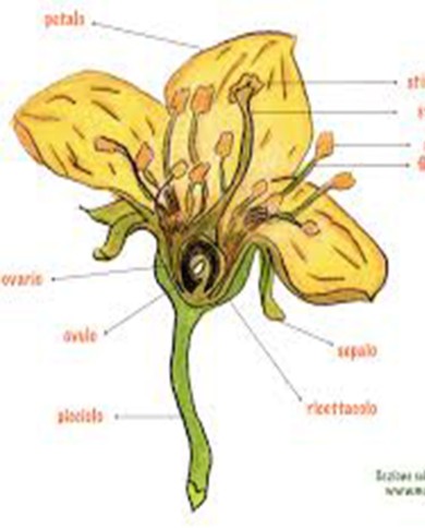 Polline  dei fiori