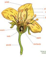 Polline  dei fiori