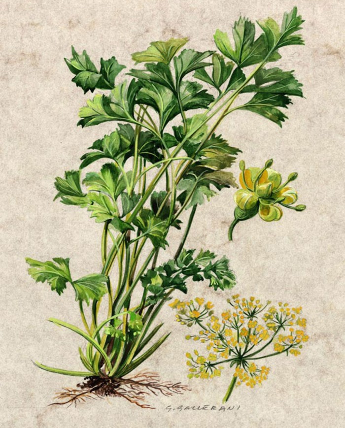 Primula fiori