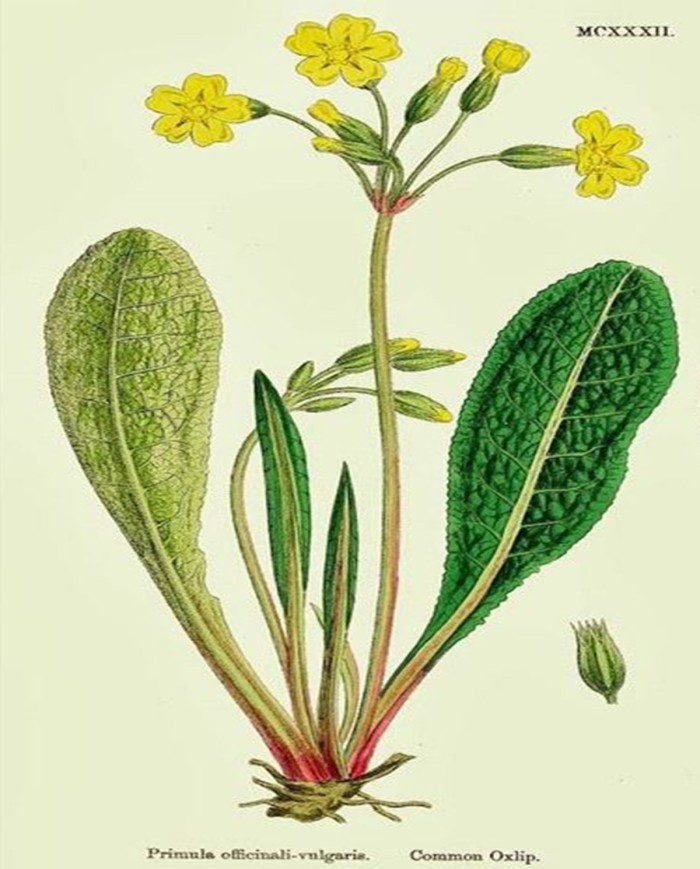 Prugnolo fiori