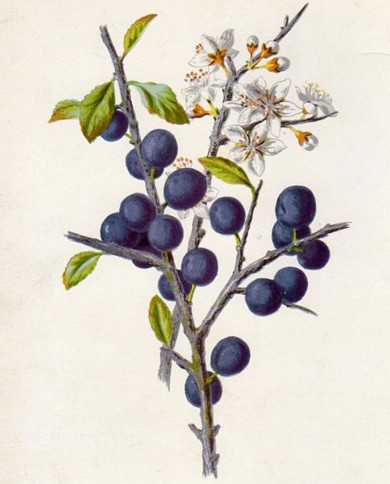 Prugnolo fiori