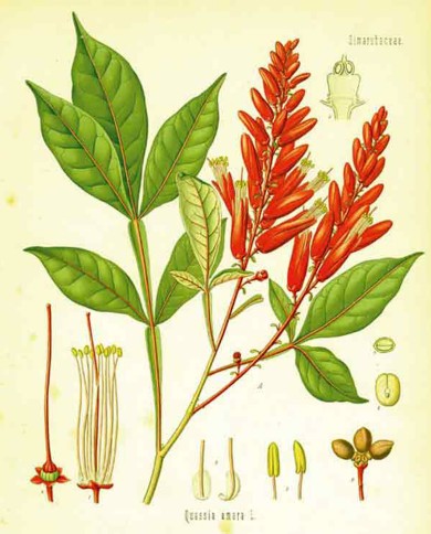 Quassio