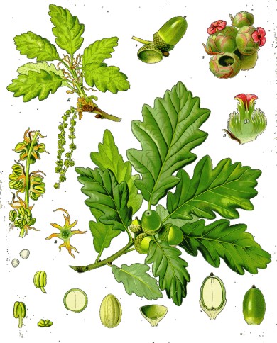 Quercia