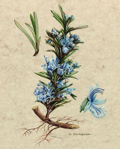 Rosmarino