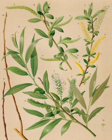 Salice bianco
