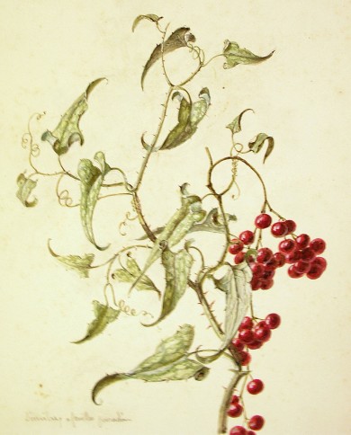 Salsapariglia