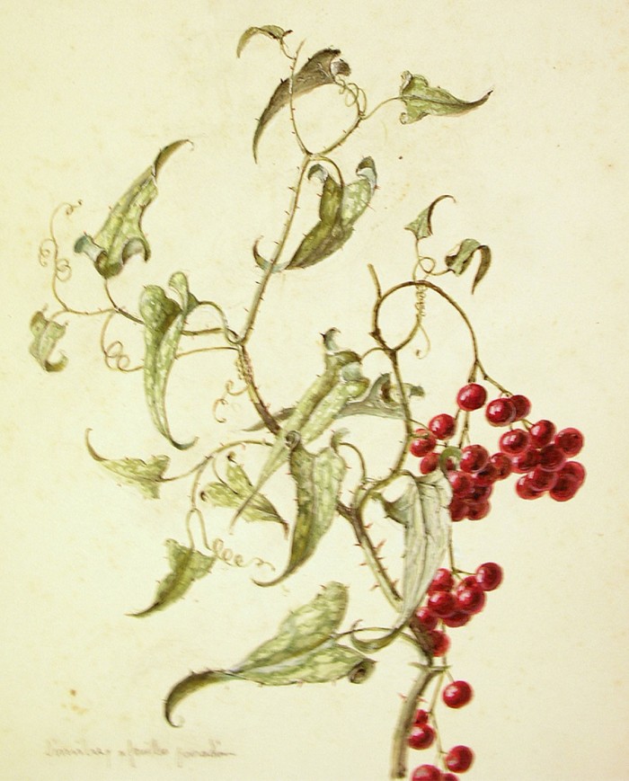 Salice bianco