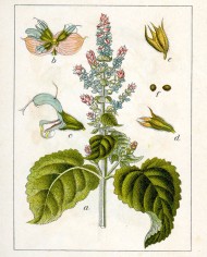 Salvia sclarea