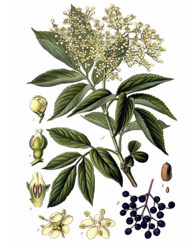 Sambuco fiori
