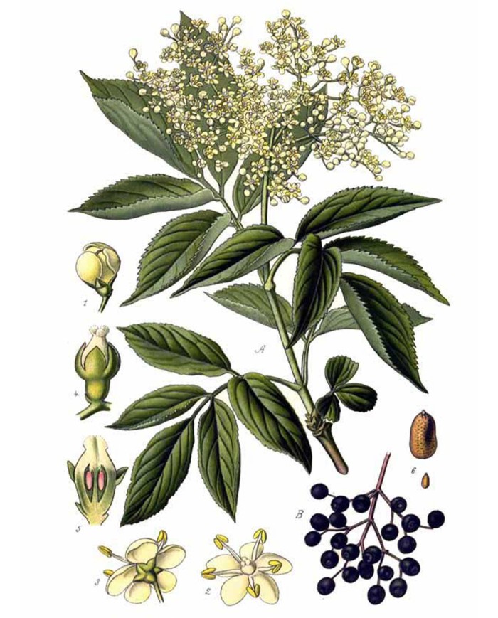 Sangue di drago polvere