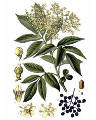 Sambuco fiori