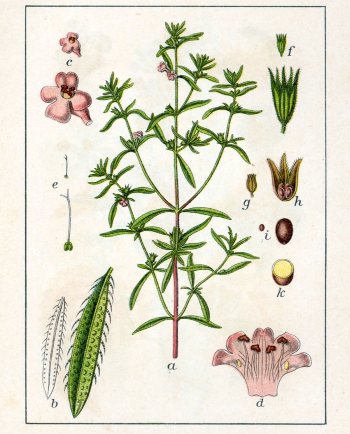 Santoreggia