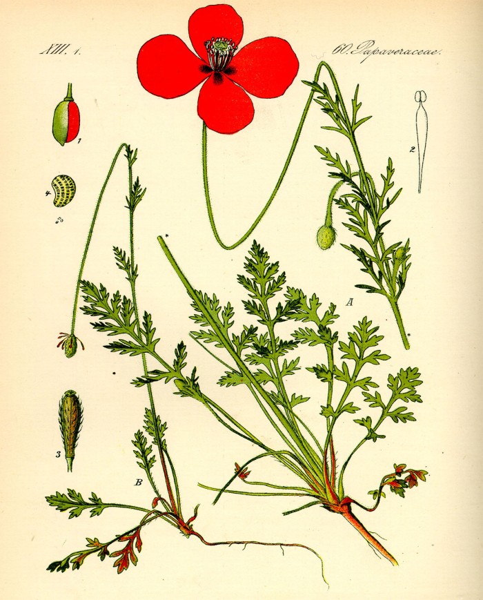Papavero fiori