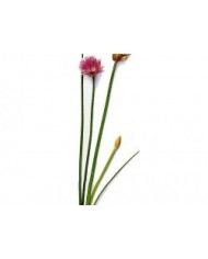 Erba cipollina