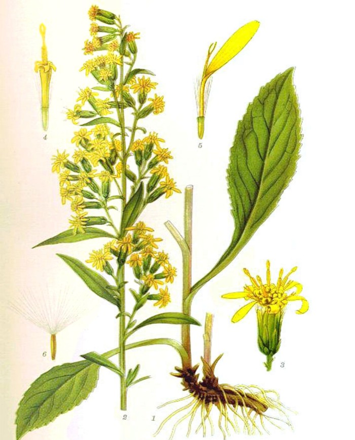 Veronica delle alpi