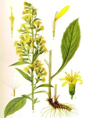 Verga d'oro
