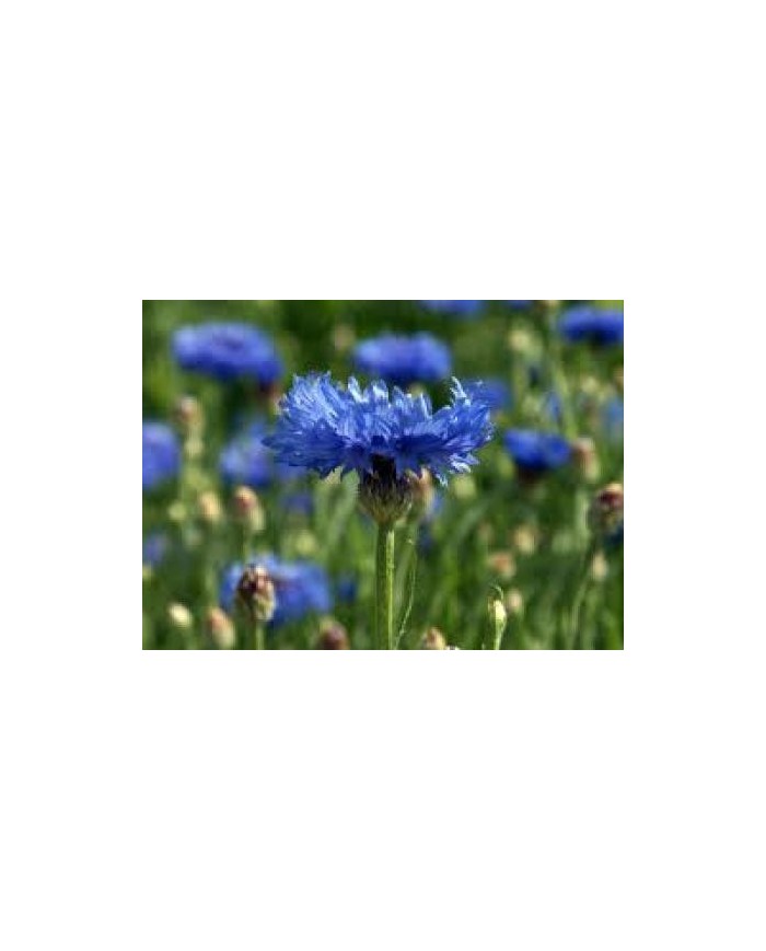 Fiordaliso