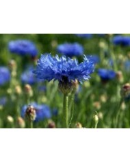 Fiordaliso