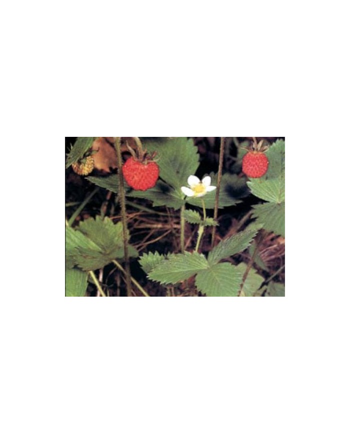 Fragola foglia