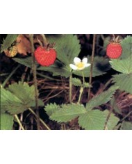 Fragola foglia