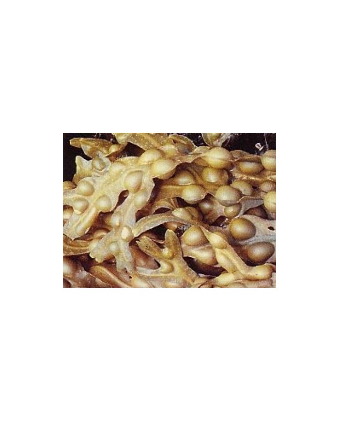 Fucus
