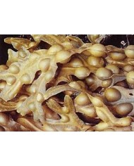 Fucus