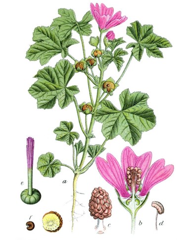 Malva fiori extra