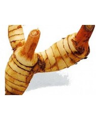 Galanga minore