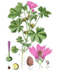 Tulsi o Basilico Santo