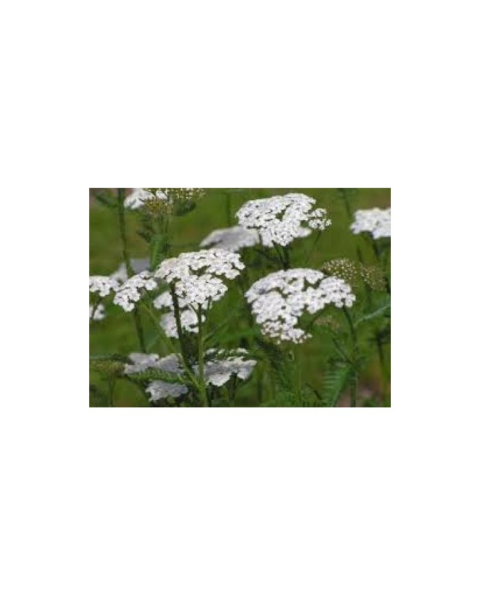 Achillea millefiori