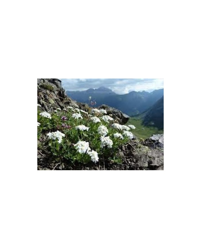 Achillea moscata
