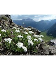 Achillea moscata