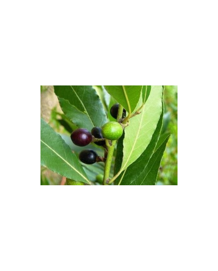 Lauro nobile