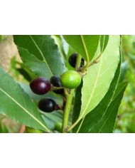 Lauro nobile