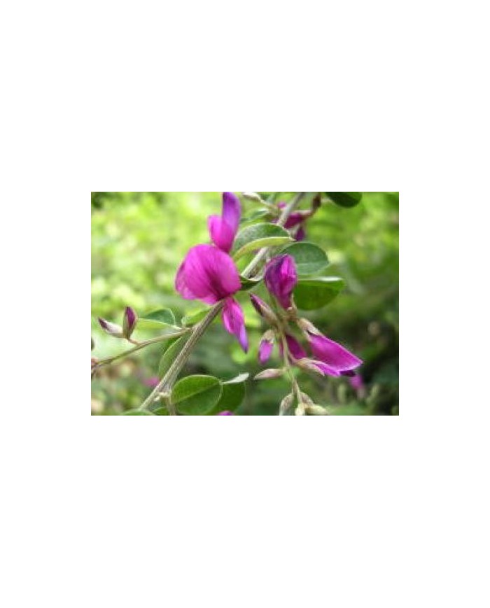 Lespedeza