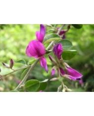 Lespedeza