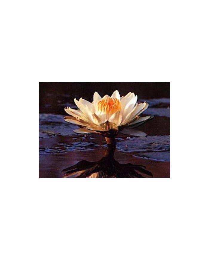 Ninfea lotus