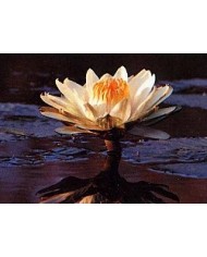 Ninfea lotus
